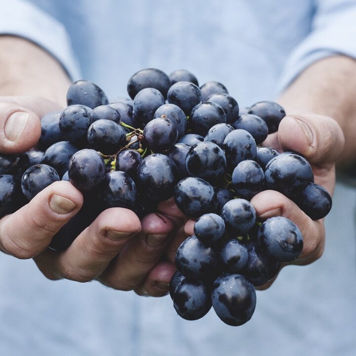 seo-website-grapes